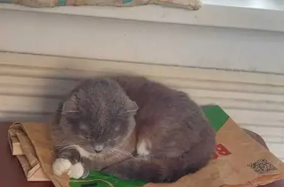 Найден серый британец, ул. Льва Толстого, 111