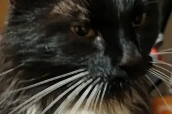 Кошки потеряшки, Грайворон, фото: Потеряшка кошка, ул. Луначарского, Грайворон