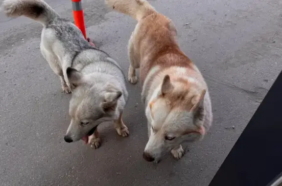 Найденные животные Тульская область, фото: Найдены лайки в Хомяково, Тула