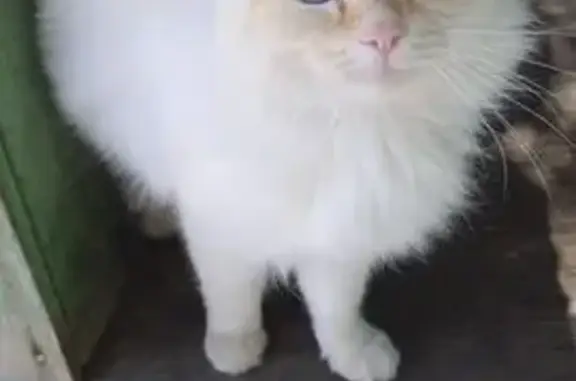 Кошки потеряшки, Петровск, фото: Потеряшка кошка, ул. 25 лет Октября 7А/2