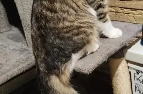 Кошки потеряшки, Краснодар, фото: Потеряшка кот Кэсси, Ломоносова 96, Краснодар