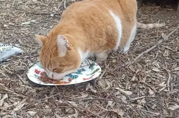 Найдена кошка, Красноярск, фото: Кошка найдена на ул. Копылова, 42, Крск