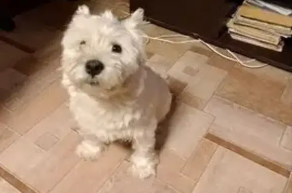 Собаки потеряшки, Чердаклы, фото: Потеряшка собака, Чердаклы, Коммунальный 4