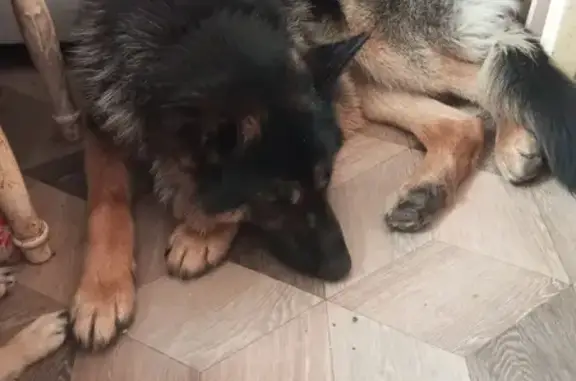 Найдена собака, , фото: Овчарка найдена, Абрамово, Новосиб. обл.