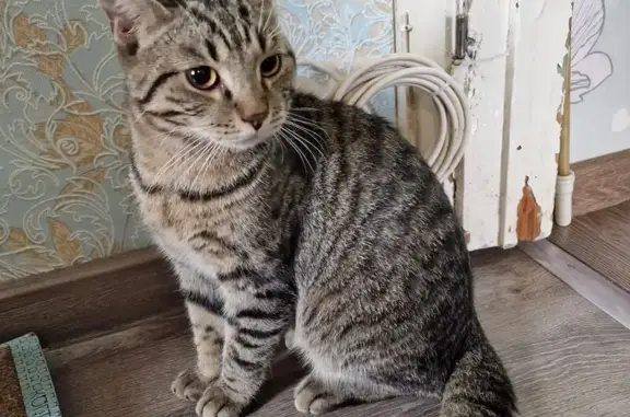 Кошка найдена, ул. Клименко, 3, Новокузнецк