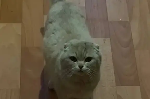 Найдена кошка, , фото: Найдена кошка, Советская ул., 48А, Бузулук
