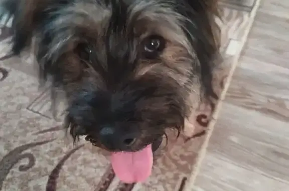 Найдена собака: Сквозная ул, 21, Сургут - photo