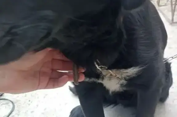 Найдена собака, Алтайская 2Б, Майма