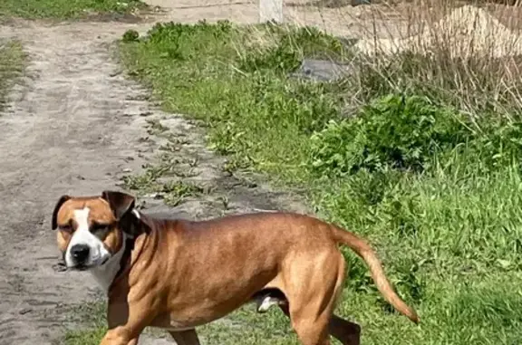Найдена собака, Ростовская область, фото: Собака найдена в Рассветовском, Ростовская обл.