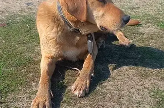 Найдена собака, Чебоксарский пр., 25 к1