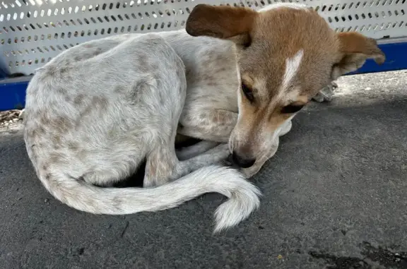 Собака найдена на Карбышева, 46, Курган