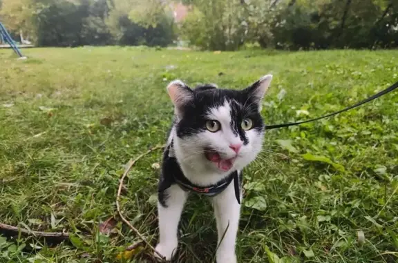 Потерянные животные Челябинск, фото: Пропала кошка, Челябинск, Мелькомбинат 2-1