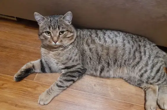 Кошки потеряшки, Томск, фото: Потеряшка кошка, ул. Карташова 39, Томск