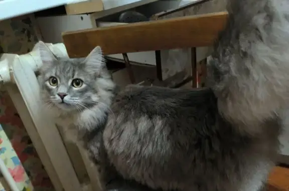 Пропала кошка, Профсоюзная 89, Ростов