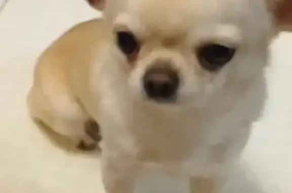 Собаки потеряшки, Таганрог, фото: Потеряшка собака, 2-й Новый пер., 40, Таганрог