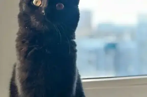 Объявления о пропавших и найденных животных, Казань, фото: Пропала чёрная кошка, ул. Худякова, 7