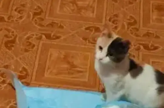 Кошки потеряшки, Клинцы, фото: Потеряшка кошка, ул. Татаринова, Клинцы