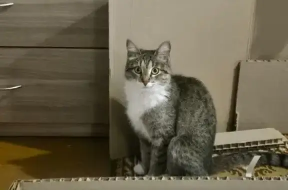 Потерянные животные Нижний Новгород, фото: Пропала кошка, Лыжная ул. 12, Н. Новгород