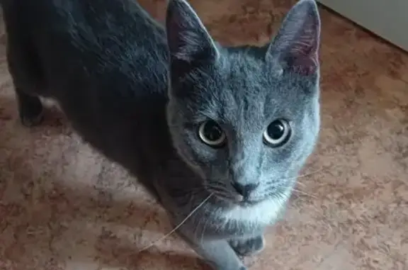 Кошка найдена, ул. Глушкова, 50, Барнаул
