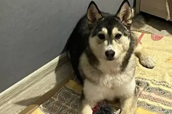 Найдена собака, ул. Пожарского, 35, Дзержинск