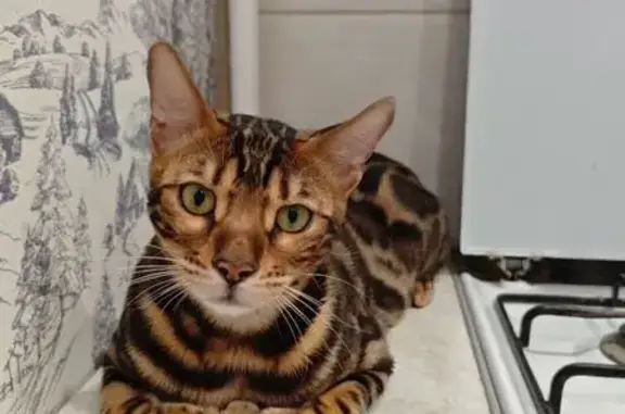 Потерянные животные Санкт-Петербург, фото: Пропала кошка на Тимуровской, 26 к2