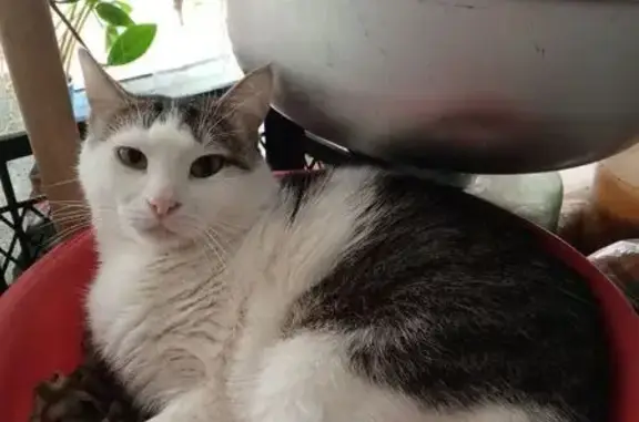 Кошки потеряшки, Смоленск, фото: Потеряшка кошка, ул. Гризодубовой, 5Б