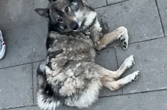 Найдена собака, Москва, фото: Собака найдена: 2-я Напрудная, Москва