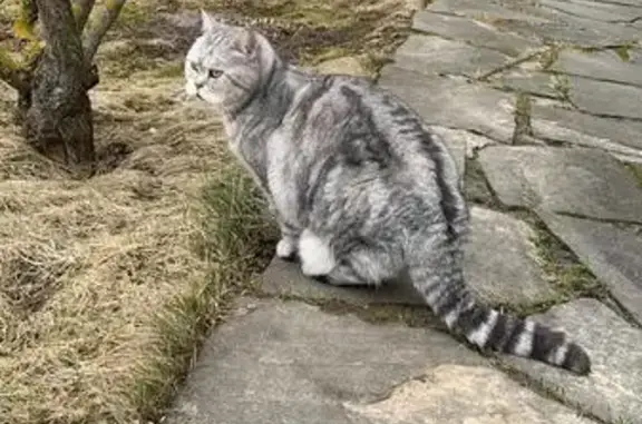 Кошки потеряшки, , фото: Потеряшка кошка, Сынково, 72, 17.04.2025