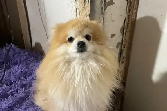 Найдена собака, Пятигорск, фото: Шпиц найден: Пионерская 19, Пятигорск