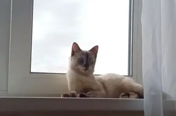 Потерянные животные Саратов, фото: Пропала кошка, пр. Строителей 8А, Саратов