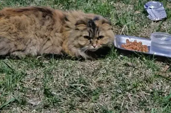 Найденные животные Тула, фото: Кошка найдена на Пузакова 20, Тула