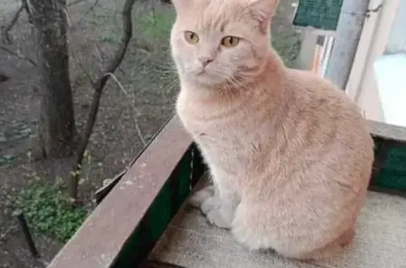 Кошки потеряшки, Москва, фото: Потеряшка кошка, ул. Королёва 16, Москва