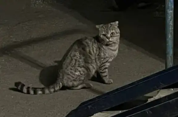 Кошка найдена на Орбитальной 64, Ростов-на-Дону