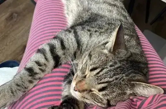 Пропала кошка, ул. Энгельса, Воткинск