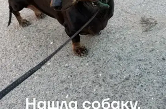 Найдена такса, Мичуринская 205, Ростов-на-Дону