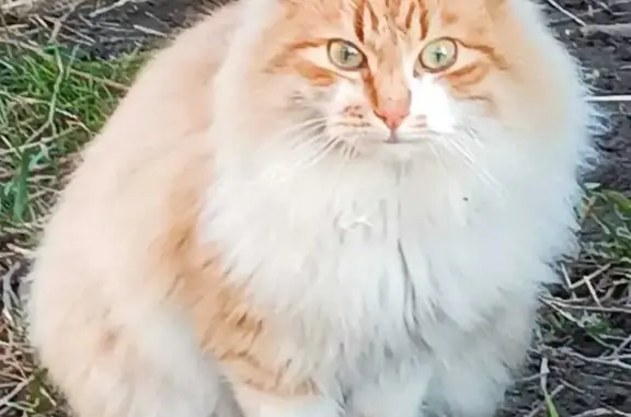 Кошка найдена: 2-я Мичуринская, 16, Смоленск