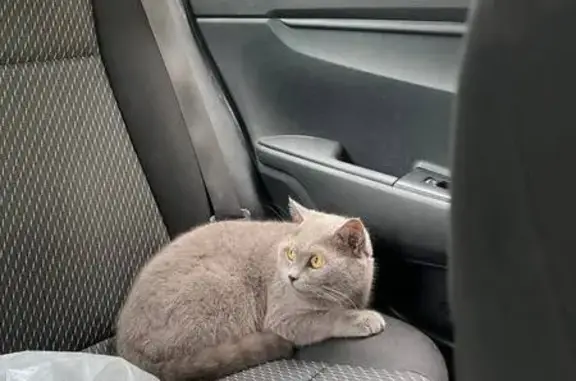 Кошки потеряшки, Брянская область, фото: Потеряшка кошка, Жуковка, Брянская обл.