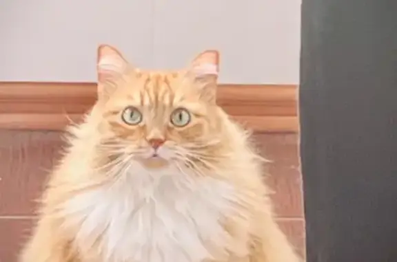 Кошки потеряшки, Москва, фото: Потеряшка кошка, Коломенский проезд, 25к1