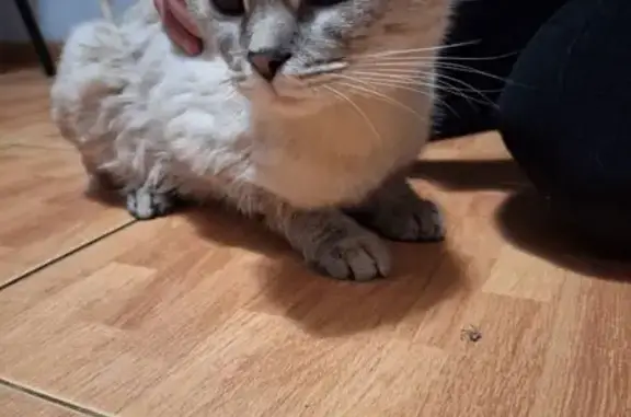 Кошка найдена: ул. Чкалова, 21, Оренбург