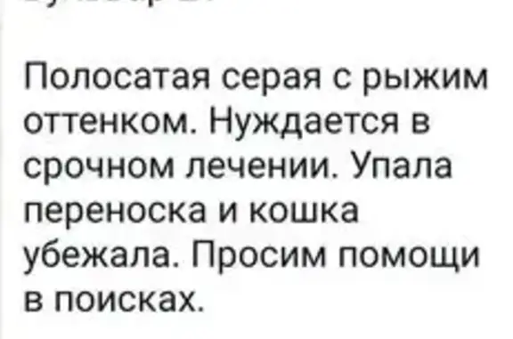 Пропала кошка, Кавказский б-р, 21, Москва