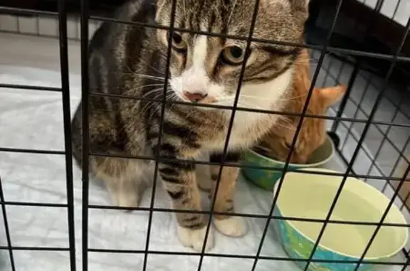 Кошка найдена в Парголово, СПб