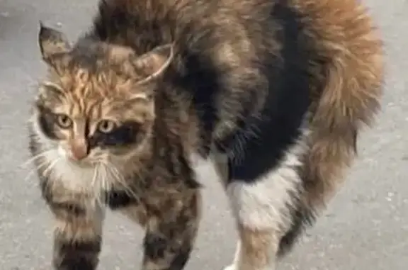 Кошка найдена, Путилковское ш., Путилково