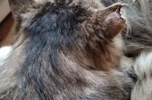 Пропала кошка, Краснопартизанская 12