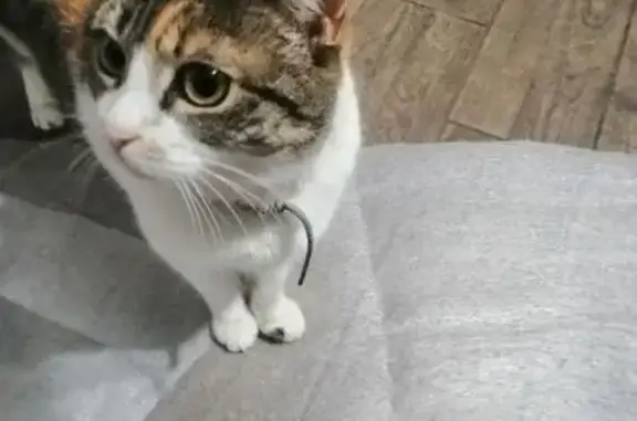 Потерянные животные Ростов-на-Дону, фото: Пропала кошка, 2-я Обзорная, 39, Ростов