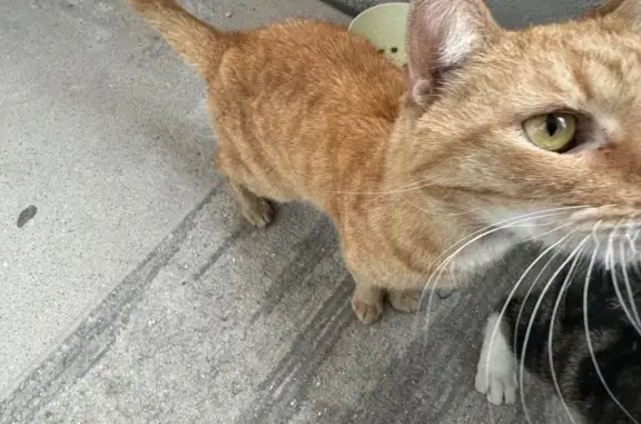 Кошка найдена: Тихоокеанская ул., 17, Парголово - photo