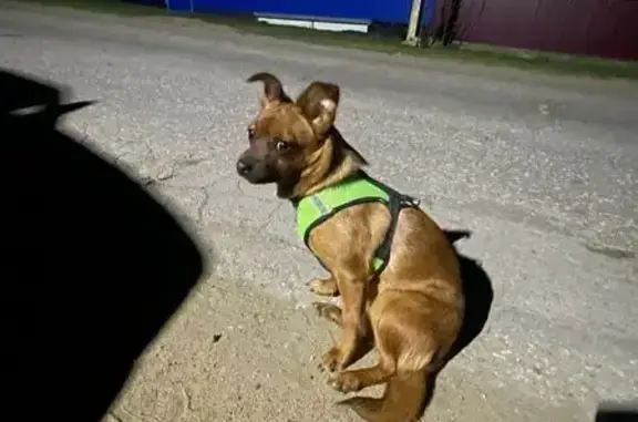 Найдена собака, Трубетчино, фото: Белла найдена: Почтовая ул., 35, Трубетчино