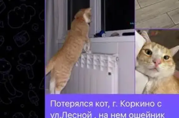 Кошки потеряшки, Коркино, фото: Потеряшка кошка, Лесная ул., 3, Коркино