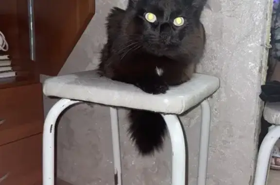 Пропала кошка, ул. Кучина, 20, Прокопьевск