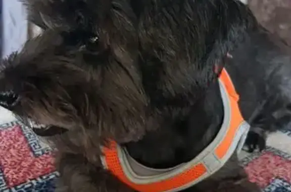 Найдена собака, Невинномысск, фото: Собака найдена: ул. Гагарина, 57, Невинномысск