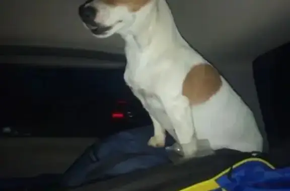 Собаки потеряшки, Нахабино, фото: Потеряшка собака, Нахабино, 46К-9647